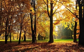 Les arbres, l'automne, les feuilles rouges, les rayons du soleil