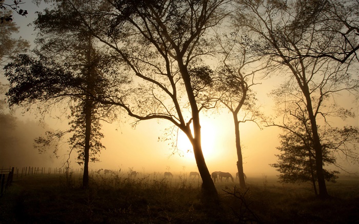 Arbres, cheval, matin, brouillard, lever de soleil Fonds d'écran, image