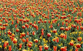 Tulip domaine, beaucoup de fleurs de tulipes