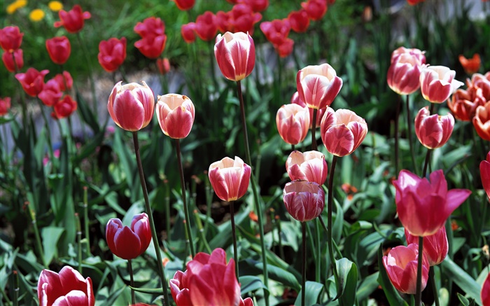fleurs de tulipes close-up, sur le terrain Fonds d'écran, image