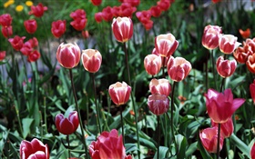 fleurs de tulipes close-up, sur le terrain