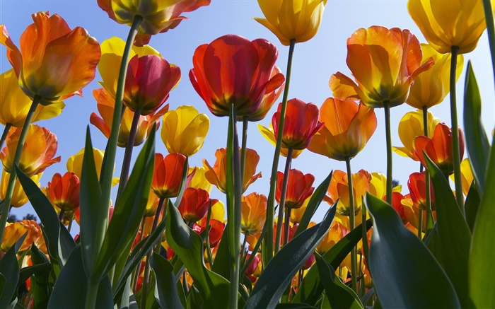 Champ de fleurs Tulip, ciel bleu Fonds d'écran, image