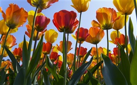 Champ de fleurs Tulip, ciel bleu HD Fonds d'écran