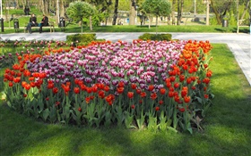 fleurs de tulipes dans le parc