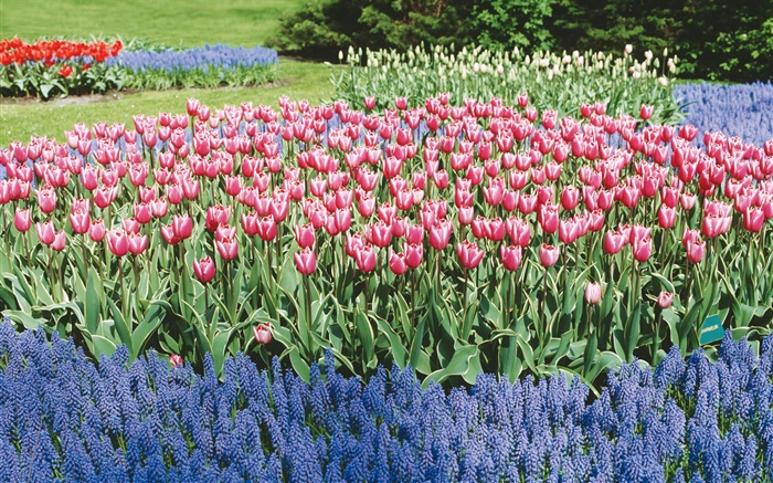 Les tulipes et jacinthes, parc floral Fonds d'écran, image