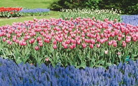 Les tulipes et jacinthes, parc floral HD Fonds d'écran