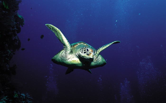 tortues, en haute mer Fonds d'écran, image