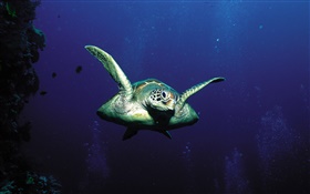 tortues, en haute mer