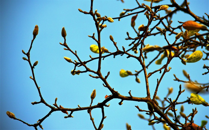 Brindilles, les bourgeons, le printemps, ciel bleu Fonds d'écran, image