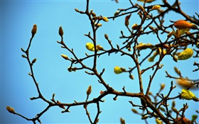 Brindilles, les bourgeons, le printemps, ciel bleu HD Fonds d'écran