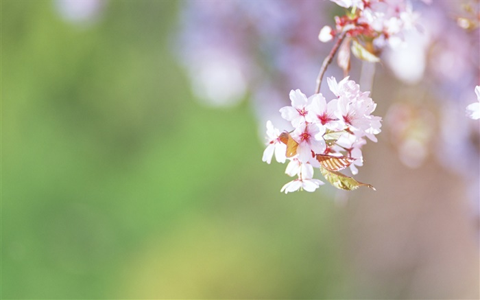 Brindilles, fleurs de cerisier close-up Fonds d'écran, image