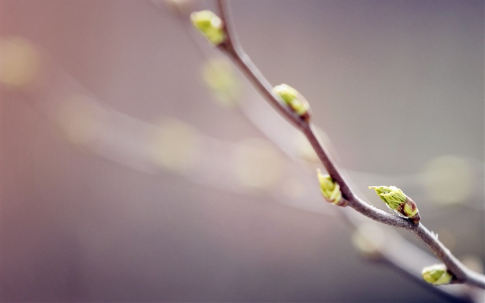 Brindilles close-up, les bourgeons, le printemps, bokeh Fonds d'écran, image