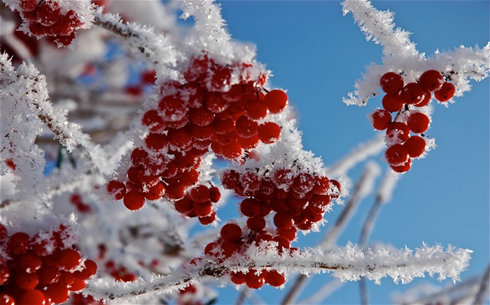 Brindilles, fruits rouges, de la neige, de la glace Fonds d'écran, image