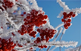 Brindilles, fruits rouges, de la neige, de la glace HD Fonds d'écran