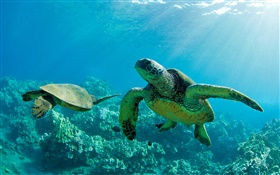 Deux tortues de mer, sous-marine, récif corallien, Maui