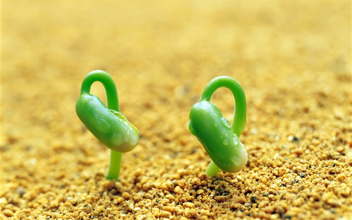 Deux pousses vertes, le sable, le printemps Fonds d'écran, image