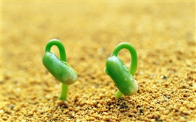 Deux pousses vertes, le sable, le printemps HD Fonds d'écran