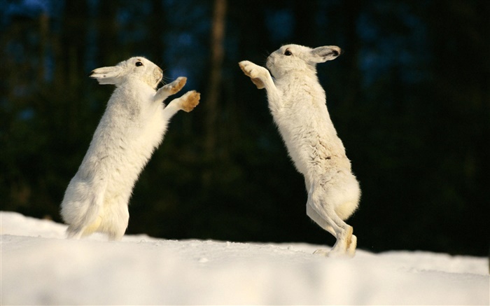 Deux lapins jouant Fonds d'écran, image