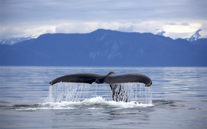 États-Unis, de l'Alaska, à bosse queue de baleine Fonds d'écran, image