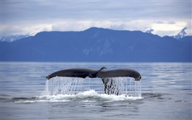 États-Unis, de l'Alaska, à bosse queue de baleine HD Fonds d'écran