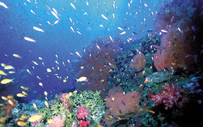 Sous l'eau, poissons, corail, mer Fonds d'écran, image