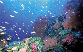 Sous l'eau, poissons, corail, mer