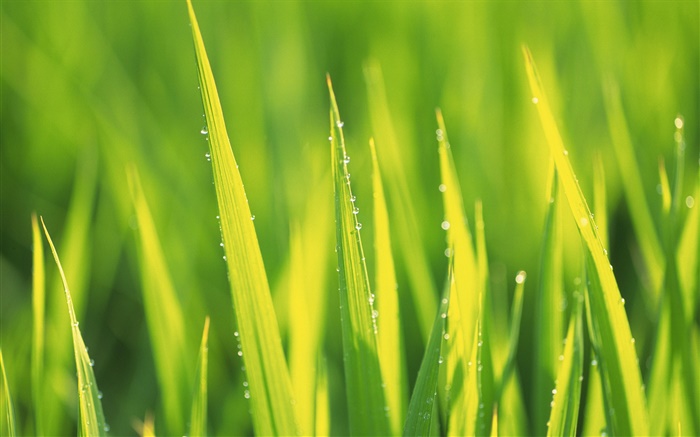 Les gouttes d'eau, l'herbe verte après la pluie Fonds d'écran, image