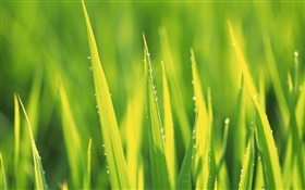 Les gouttes d'eau, l'herbe verte après la pluie