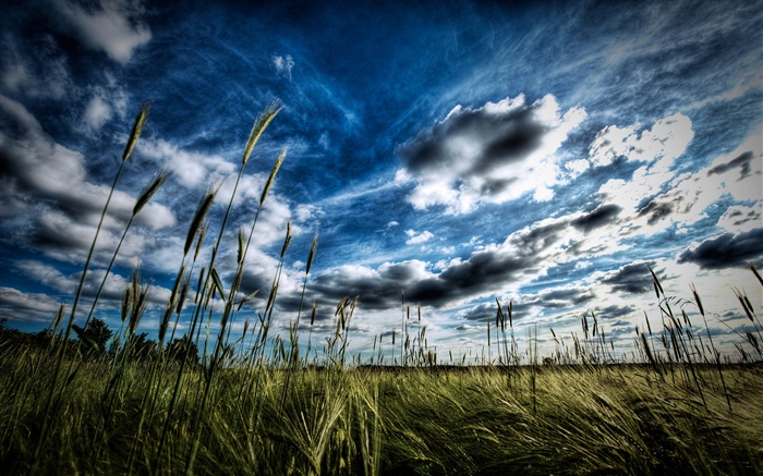 Champ de blé, nuages Fonds d'écran, image