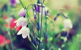Blanc cloches fleurs, bokeh HD Fonds d'écran