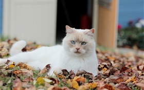 Chat blanc, feuilles