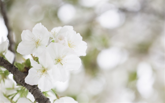 Blanc fleurs de cerisier close-up Fonds d'écran, image