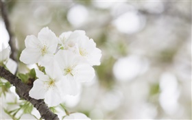 Blanc fleurs de cerisier close-up HD Fonds d'écran