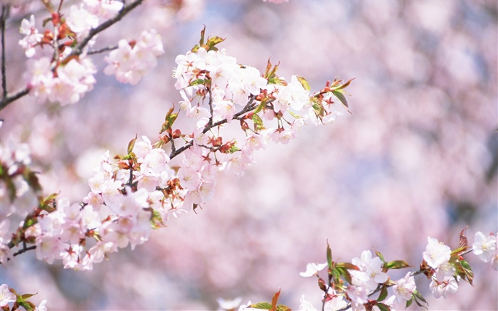 Fleurs blanches Cherry Blossom, bokeh Fonds d'écran, image