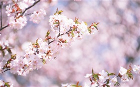 Fleurs blanches Cherry Blossom, bokeh HD Fonds d'écran