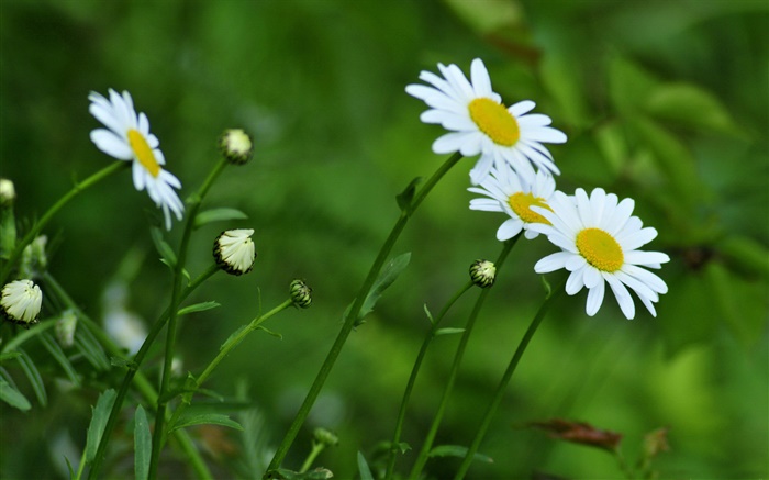 Chrysanthème blanc, fond vert Fonds d'écran, image