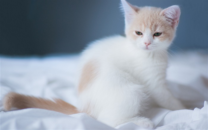 Blanc chaton mignon Fonds d'écran, image