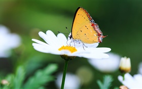 Marguerite blanche et le papillon HD Fonds d'écran