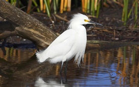 Blanc oiseau de plumes, étang