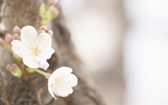 Fleurs blanches close-up, le printemps Fonds d'écran, image