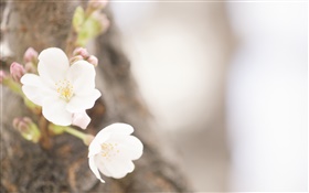 Fleurs blanches close-up, le printemps