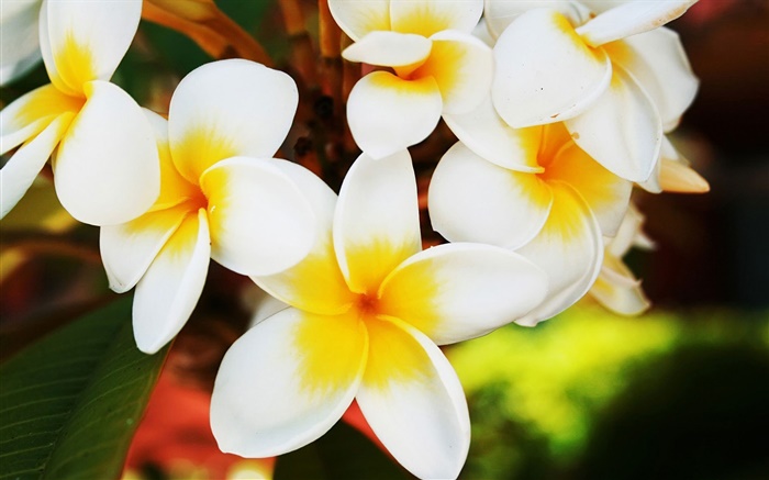 Blanc fleurs de frangipanier Fonds d'écran, image