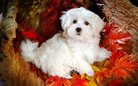 Blanc chien en peluche, feuilles rouges
