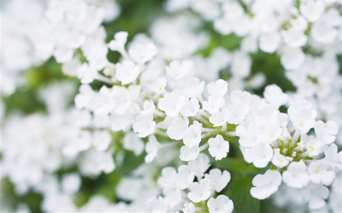Blanc petites fleurs, flou Fonds d'écran, image