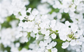 Blanc petites fleurs, flou HD Fonds d'écran