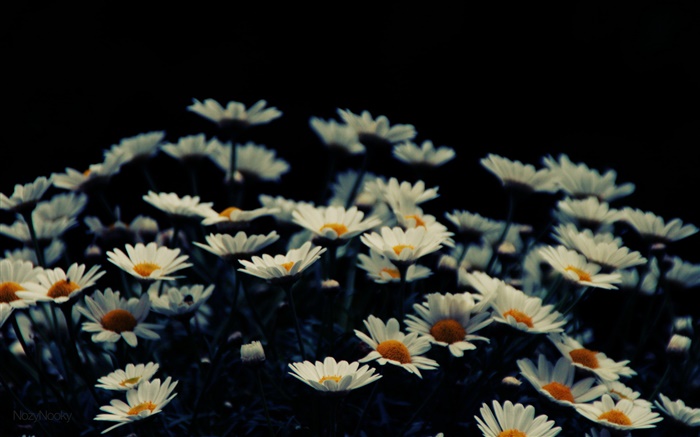 Blanc petites fleurs, bokeh Fonds d'écran, image