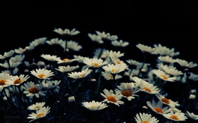 Blanc petites fleurs, bokeh HD Fonds d'écran