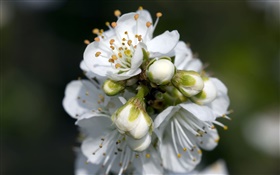 Blanc poiriers fleurs close-up HD Fonds d'écran