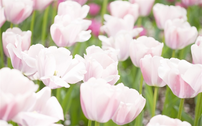 Couleurs rose White Tulip fleurs Fonds d'écran, image
