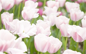Couleurs rose White Tulip fleurs HD Fonds d'écran